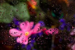 Bloemen in de regen