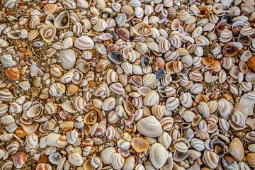 Shells on the beach by Dirk van Egmond