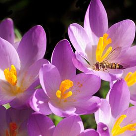 Crocuses by Corinne Welp