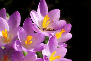 Crocuses by Corinne Welp