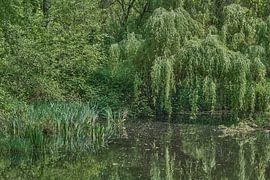 Feuchtgebiet in der Bergischen Heideterrasse von Peter Eckert