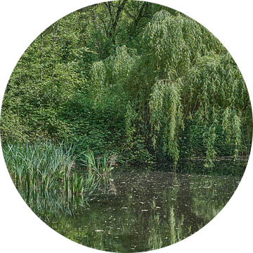 Wetland in de Bergische Heideterrasse