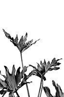 Monstera Schwarz und Weiß 08