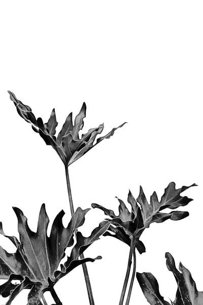 Monstera Schwarz und Weiß 08 von amini54 