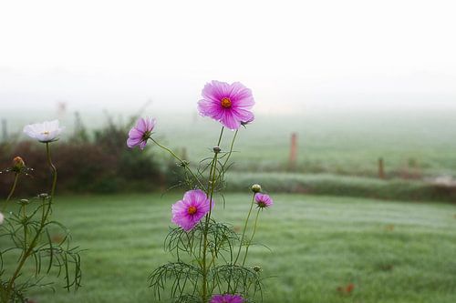 Pink flowers in front of a meadow by Pieter Wolthoorn
