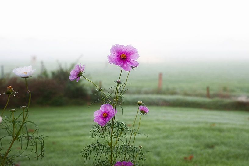Pink flowers in front of a meadow by Pieter Wolthoorn