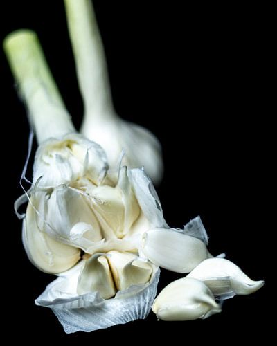 Knoflook