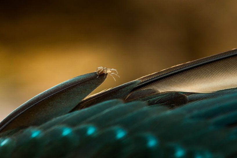 Dood doet leven van Danny Slijfer Natuurfotografie