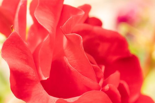 Passion in Bloom: Enchanting Macro photo of a Red Rose