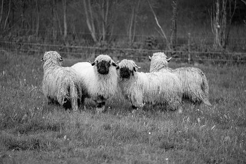 Walliser zwartneus schaap in zwart/wit