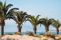 Palm trees on the beach in Spain