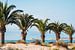 Palmbomen op het strand in Spanje van Lorena Cirstea