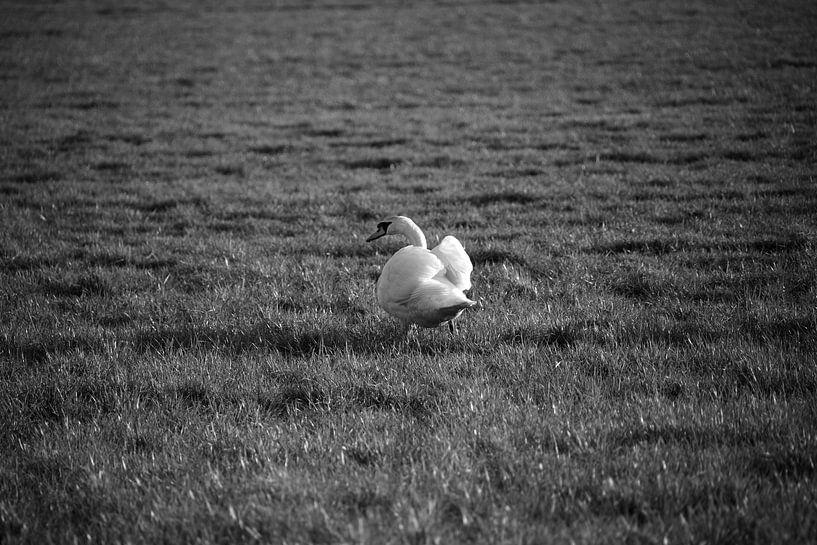 Un cygne dans une prairie de l'Emsland par Bianca Meyering Fotos - BMF