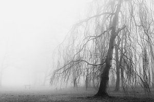 Le vieil arbre
