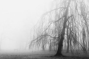 De oude boom van Fabrizio Micciche