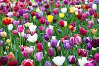 Bloemenzee in Keukenhof