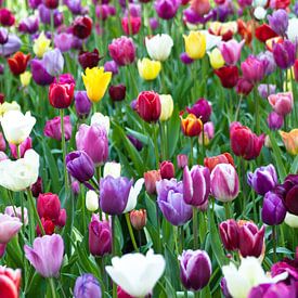 Bloemenzee in Keukenhof van Marjolein Reman