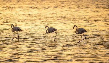 Flamingo's bij zonsondergang in Walvis Bay Namibië, Afrika van Patrick Groß