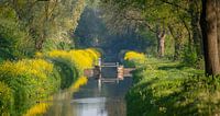 The ditch
