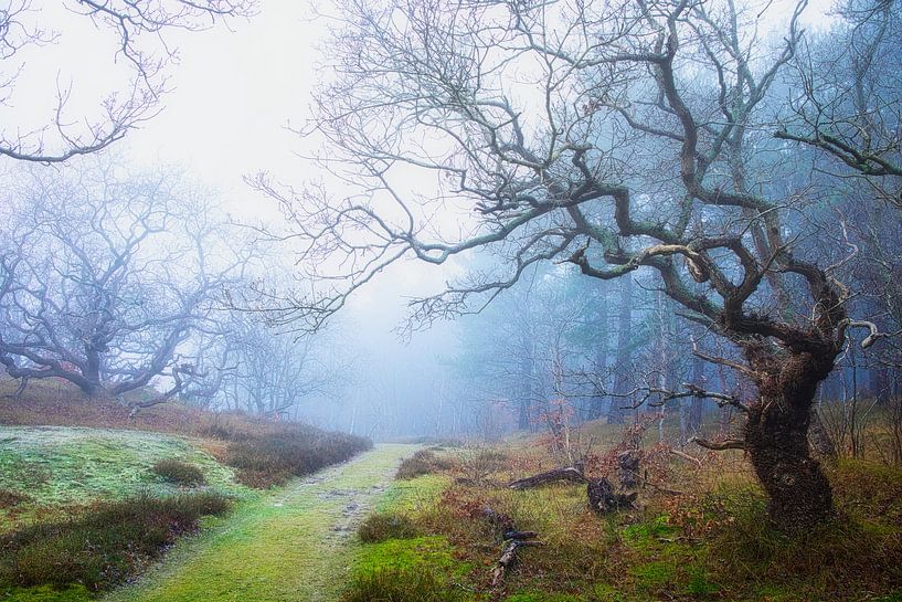 Old oak by peterheinspictures