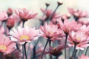 Marguerites sur Violetta Honkisz