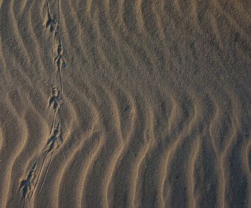 Vogelpootjes door het zand van Bianca Fortuin