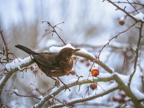 Merle sur un pommier couvert de neige