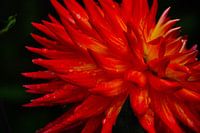 A flower in macro with drops