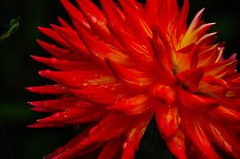 A flower in macro with drops by Arrienne Baaij