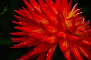 Une fleur en macro avec des gouttes sur Arrienne Baaij