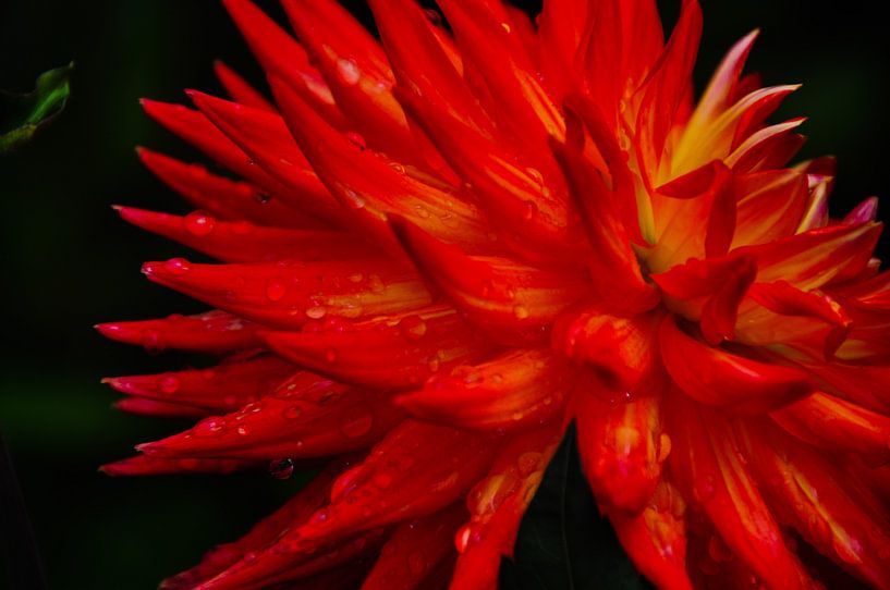 A flower in macro with drops by Arrienne Baaij