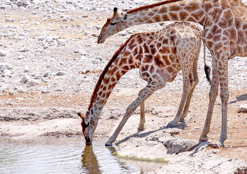 Trinkende Giraffen in Etosha von Henk Langerak