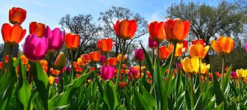 Blumen im Park im Frühling von Claude Laprise