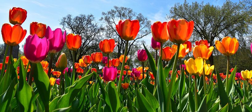 Des fleurs au parc au printemps par Claude Laprise