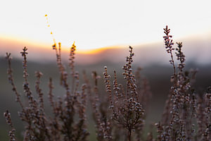abendliches Heidekraut
