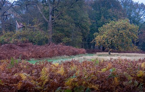 Vogelenzang Woestduin Estate