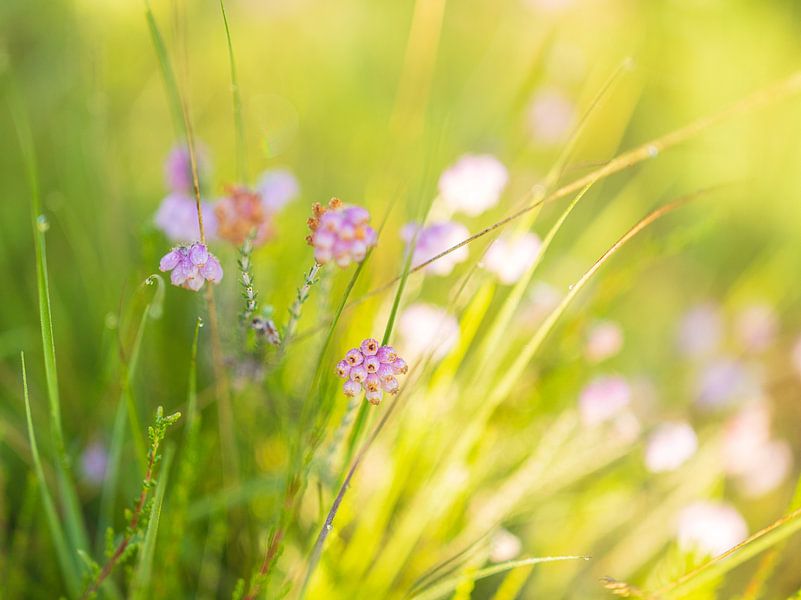 Flowers in the sunlight - Dwingelderveld - Drenthe (Netherlands) by Marcel Kerdijk