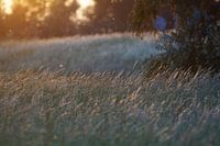 Natuurgebied Hellegatsplaten