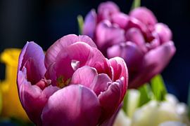 Lentekriebels van Photoart-Naegele