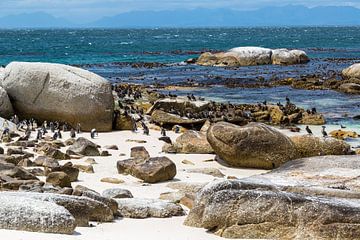Boulders Beach, South Africa by Peter Leenen