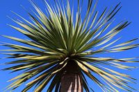 Canarian dragon treetop