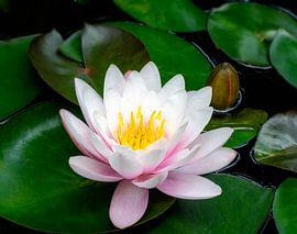 Rosa Seerosenblüte im Gartenteich von ManfredFotos