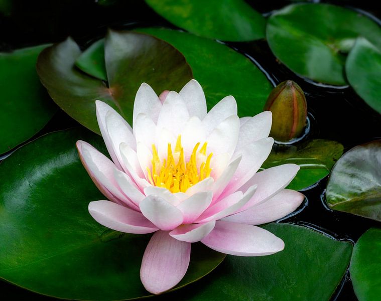 Roze waterleliebloesem in de tuinvijver van ManfredFotos