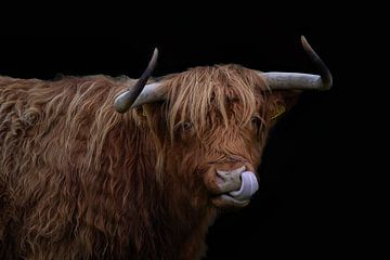 Schotse Hooglander van PeetMagneet