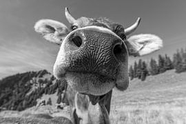 The Allgäu is looking at you by Walter G. Allgöwer