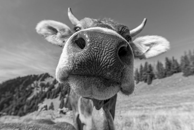 L'Allgäu te regarde par Walter G. Allgöwer