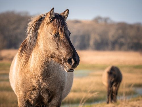konikpaarden in het wild