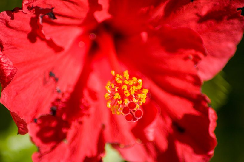 Roter Hibiskus von Stefanie de Boer