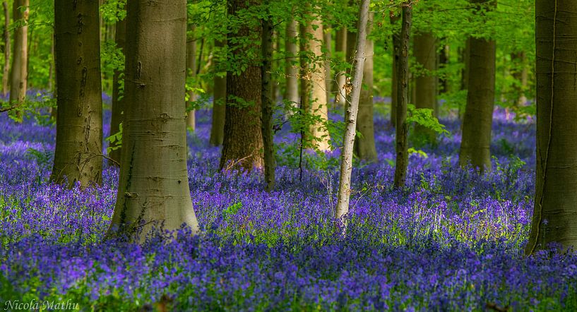 blossoming of hyacinths in the haller forest by Nicola Mathu