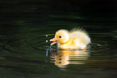 Duckling drops